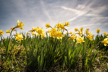 Closeup shot of daffodil flowers blooming in the mountains on a sunny day © Brad21/Wirestock Creators