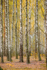 Fototapeta premium birch grove with many beautiful trees