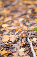forest mushroom in nature in the forest freshness of the forest