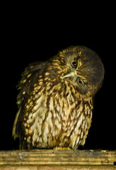NZ Morepork 