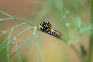 Black Swallowtail Caterpillar 