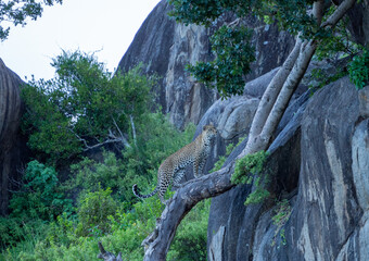 Beautiful view of the Serengeti National Park, Tanzania