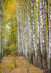 birch grove with many beautiful trees