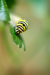 Black Swallowtail Caterpillar on Parsley
