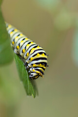 Black Swallowtail Caterpillar on Parsley