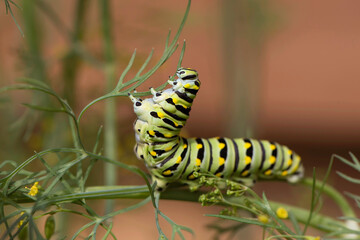 Black Swallowtail Caterpillar eating dill