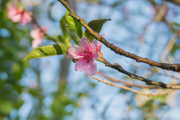 peach tree branch with flower and leaves prunus persica
