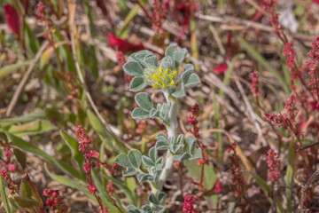 coastal medick plant blooming close up view
