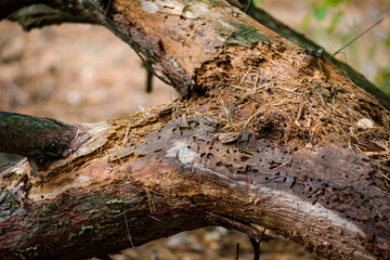 tree trunk with leaves and just bare branches part of a tree with old and young bark