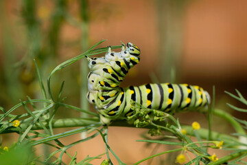 Black Swallowtail Caterpillar eating  dill