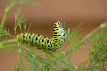 Black Swallowtail Caterpillar 