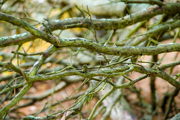 tree trunk with leaves and just bare branches part of a tree with old and young bark