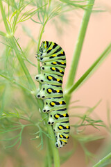Black Swallowtail Caterpillar on Dill