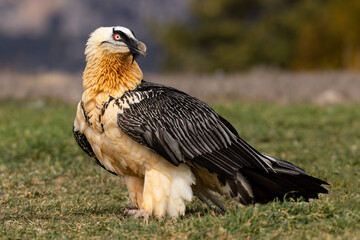 Closeup shot of a bearded vulture on the lawn against a blurred background