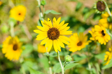 Sunflower with tiny perched insect. summer landscape in argentinian countryside.