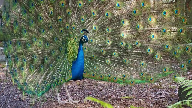 Close up shot of male Peacock displaying fan to attract female