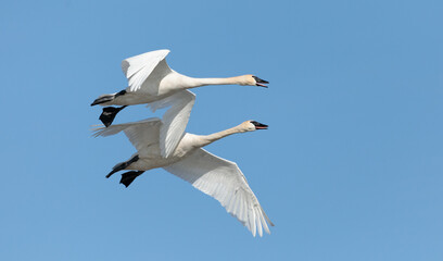 Trumpeter Swans (T62)