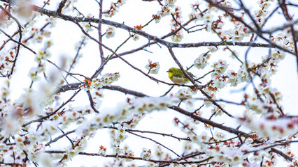 梅の花に囲まれるメジロ