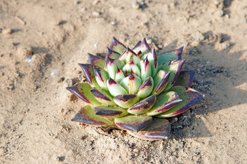 Close up of succulent plants in a greenhouse, North China