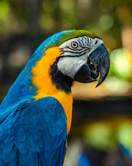 Photo of the macaws at the touristic bird park in foz do iguaçu brazil