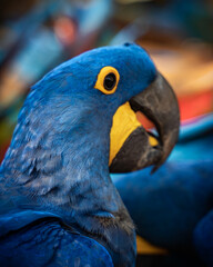 Photo of the macaws at the touristic bird park in foz do iguaçu brazil
