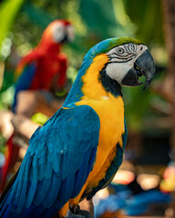 Photo of the macaws at the touristic bird park in foz do iguaçu brazil