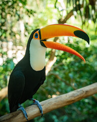 photo of toucan in the foz do iguaçu bird park