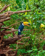 photo of toucan in the foz do iguaçu bird park