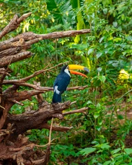 Tableaux ronds sur aluminium brossé Toucan photo of toucan in the foz do iguaçu bird park