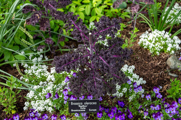 Brassica oleracea 'Redbor' plant with a name tag among other flowers