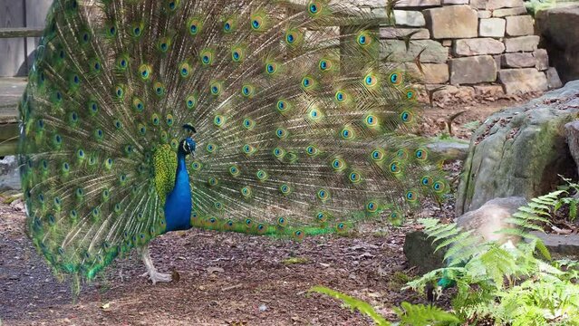 Close up shot of male Peacock displaying fan to attract female