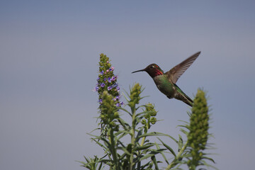 Small hummingbird in flight