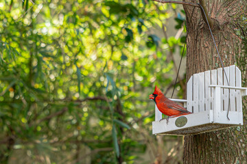 Cardinal on porch swing bird feeder in a New Orleans backyard