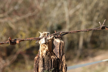 Close-up shot of a fragment of an old fence with rusty barbed wire
