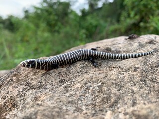 lizard on the ground