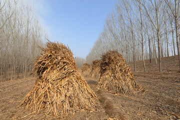 Dry corn stalks pile up in the fields, North China
