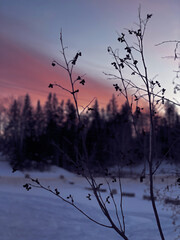 winter sunset in the north