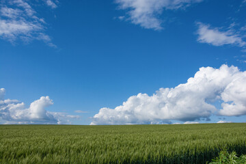 夏空と麦畑
