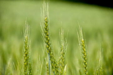緑のムギの穂のクローズアップ