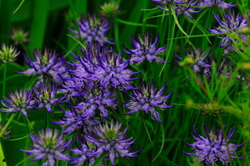 初夏の庭の紫色の不思議な形をした花