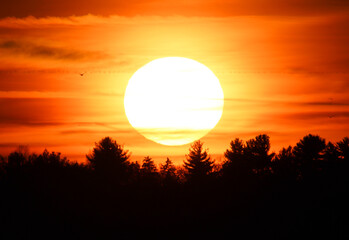 silhouette of trees at sunset