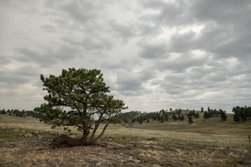 Gnarly Tree Stands Alone In Empty Meadow Under Thick Clouds