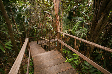 Obraz premium stairs in the forest