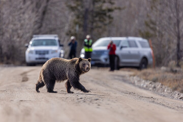 Brown grizzly bear on the road in Grand Teton National Park with cars and tourists in the background