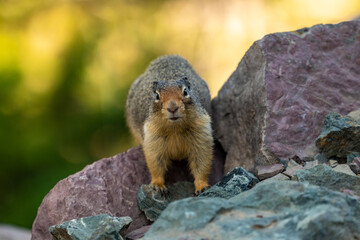 Ground Squirrel Stands On Red Rock And Stares At Camera