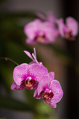 Naklejka premium purple orchid flower