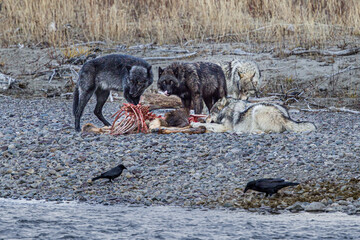 Wolves feeding on a carcass in Grand Teton National Park, Wyoming. © Krishudds/Wirestock Creators
