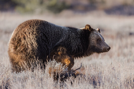 Closeup Of A Brown Grizzly Bear In A Field In Grand Teton National Park