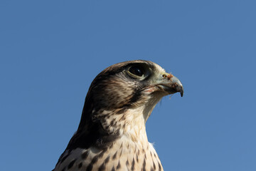 Closeup shot of a Lanner Falcon (Falco biarmicus) on the sky background