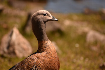 Closeup shot of a Magellan goose in a park